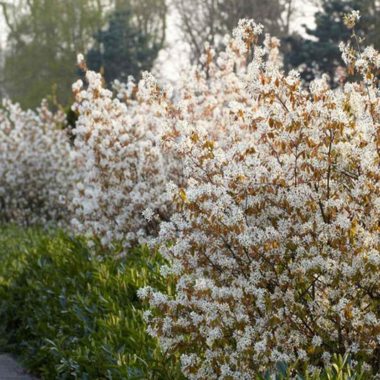 Kupfer-Felsenbirne - Amelanchier lamarckii - Gartenpflanzen