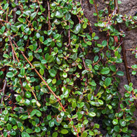 Teppich-Zwergmispel 'Major' - Cotoneaster dammeri - Gartenpflanzen
