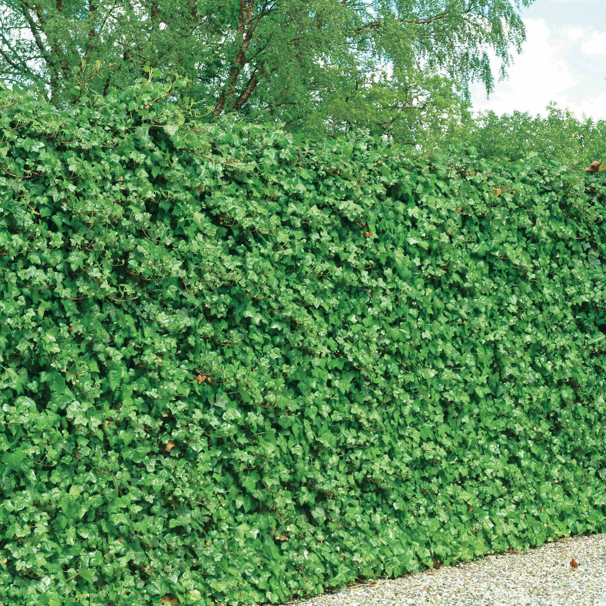 Großblättriger Irischer Efeu (x3) - Hedera hibernica - Bakker