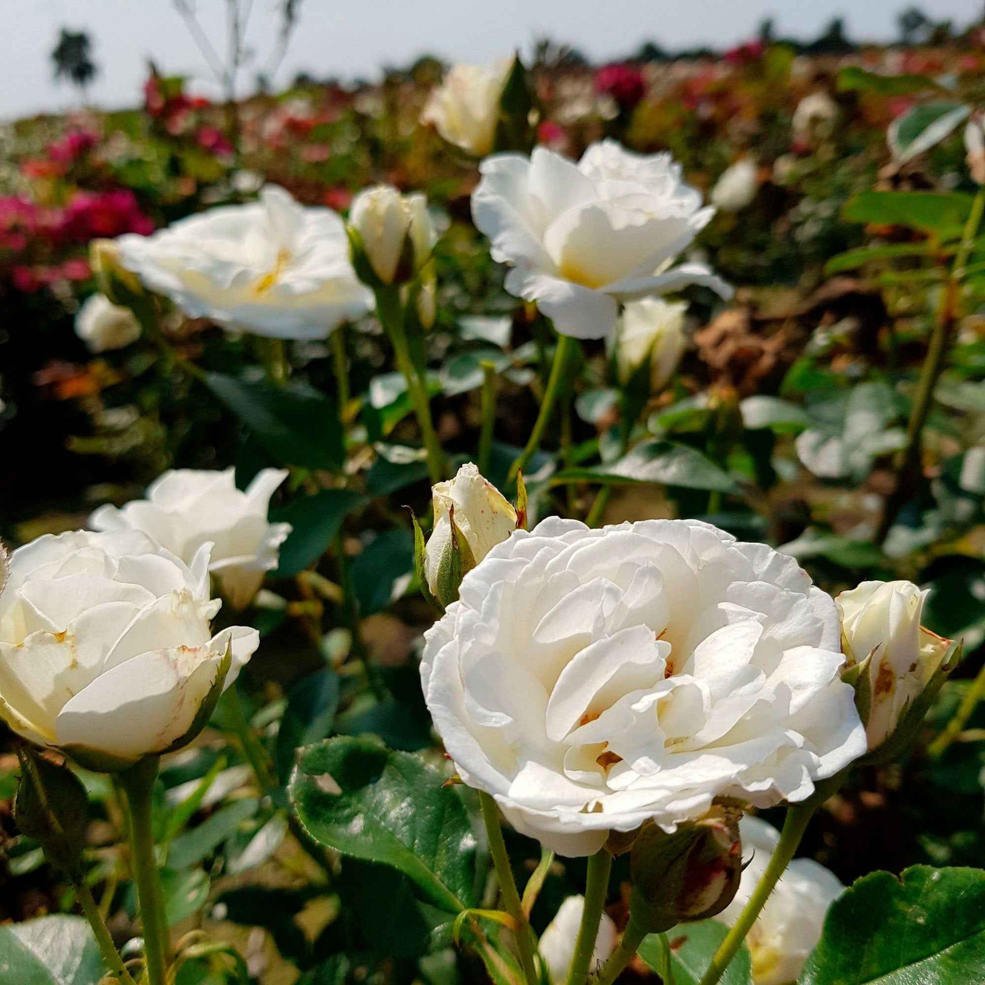 Rose 'Kristall' - Rosa kristall - Gartenpflanzen
