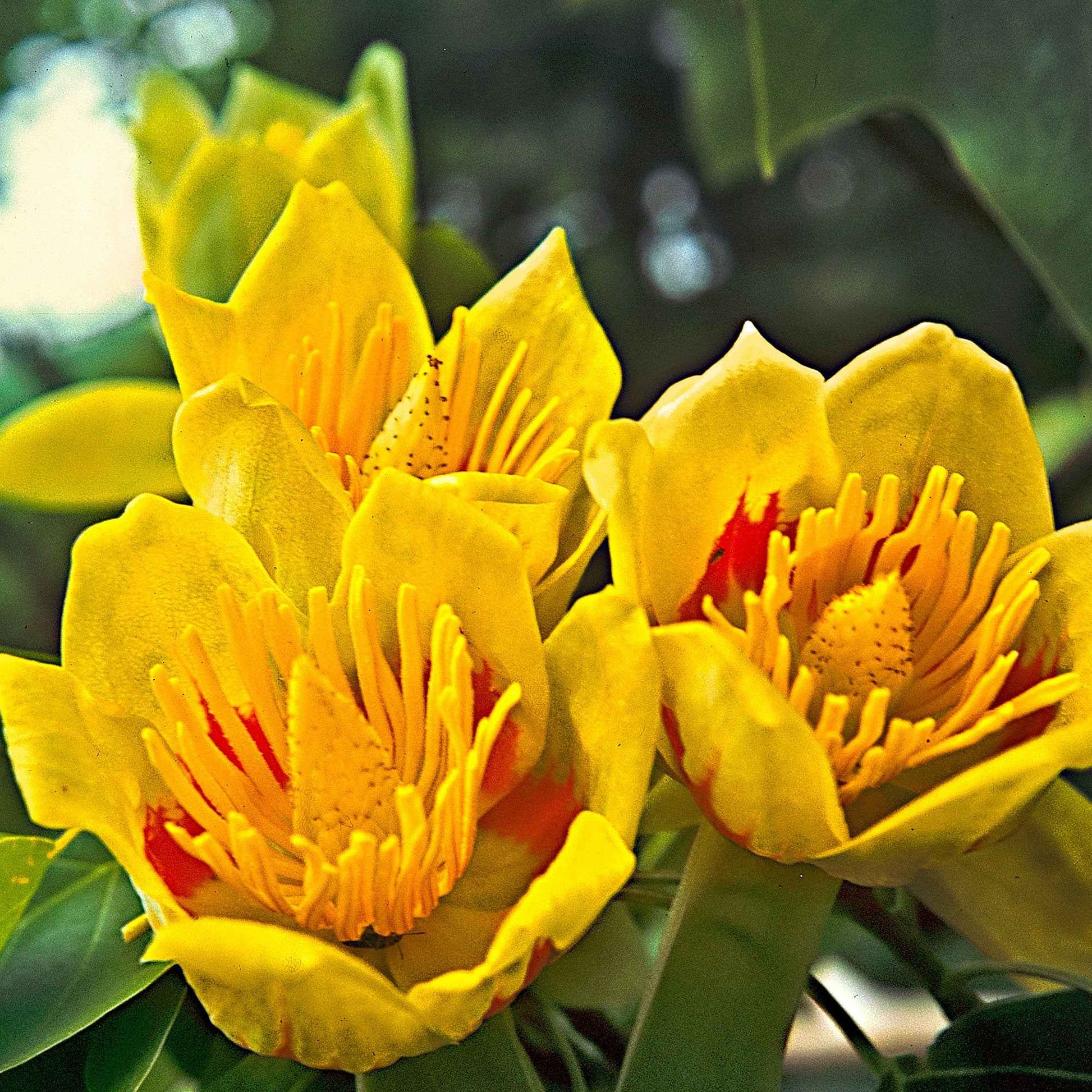 Tulpenbaum - Liriodendron tulipifera danny - Sträucher und Stauden