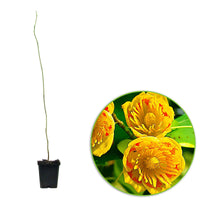 Tulpenbaum - Liriodendron tulipifera danny