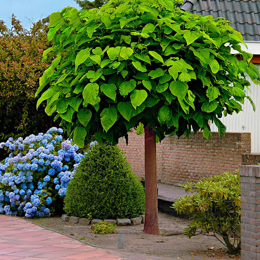 Trompetenbaum - Catalpa bignonioides - Gartenpflanzen