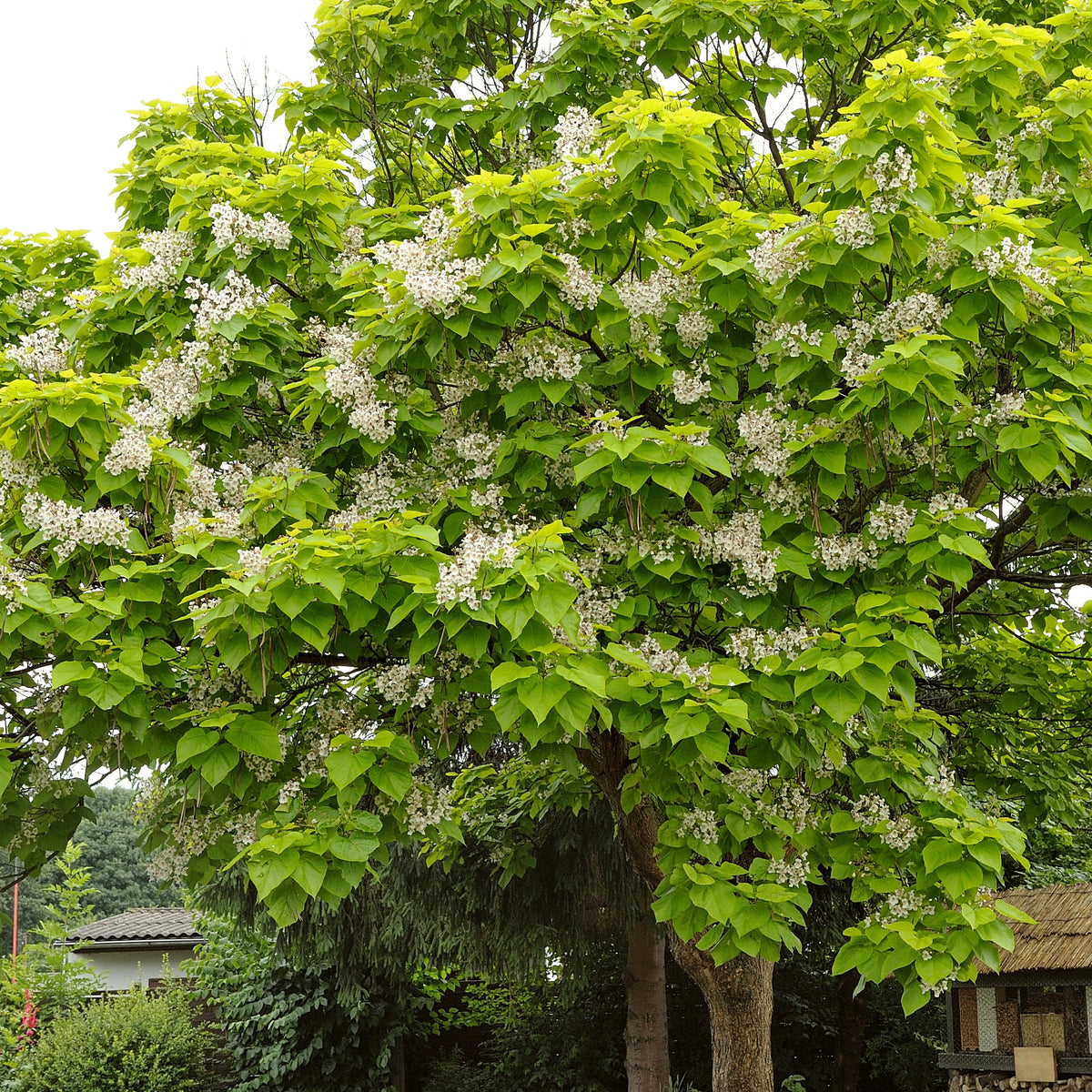Trompetenbaum - Catalpa bignonioides - Bakker
