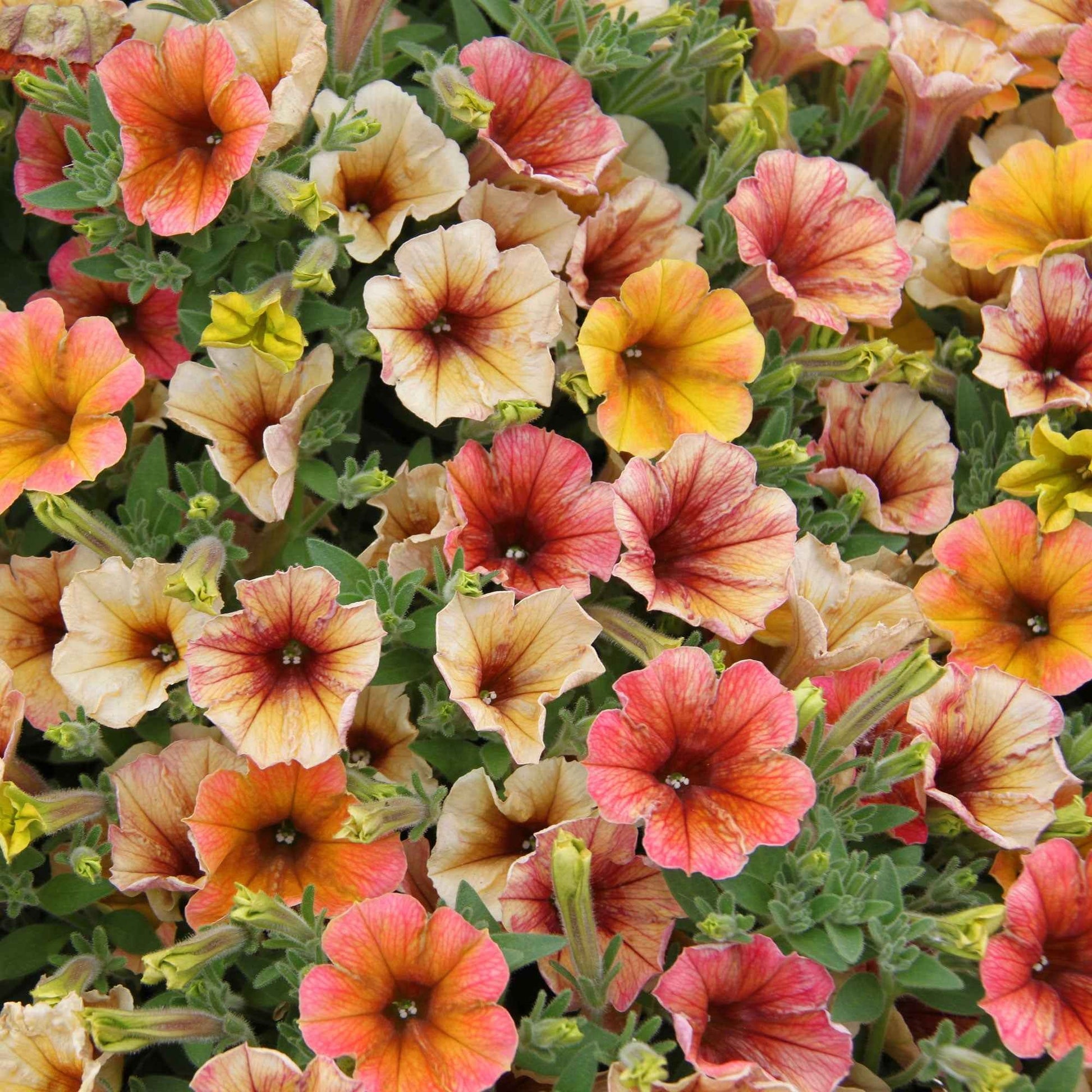 Petunie 'Cascadias Indian Summer' (x3) - Petunia cascadias indian summer - Beetpflanzen