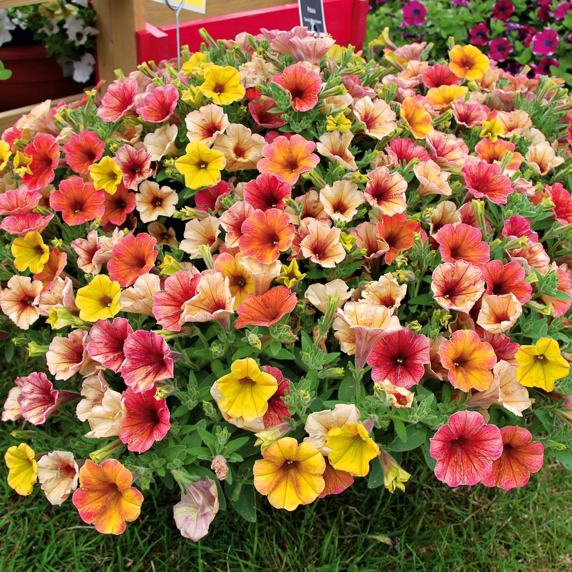 Petunie 'Cascadias Indian Summer' (x3) - Petunia cascadias indian summer