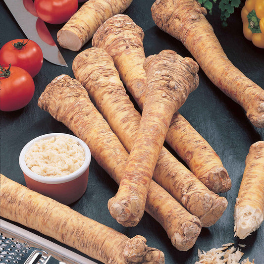 Meerrettich - Bakker