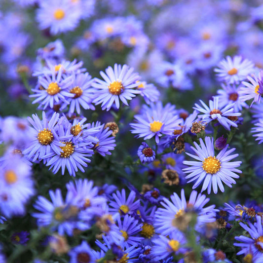 Kissen-Aster 'Lady in Blue' - Bakker