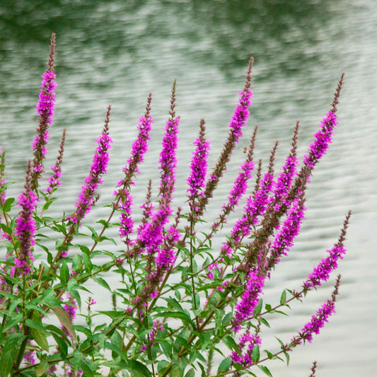 Lythrum 'Robert' - Bakker