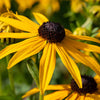 Leuchtender Sonnenhut 'Goldsturm' (x3) - Rudbeckia fulgida goldsturm - Gartenpflanzen