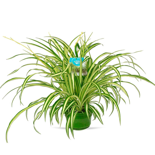 Grünlilie 'Vittatum' - Bakker