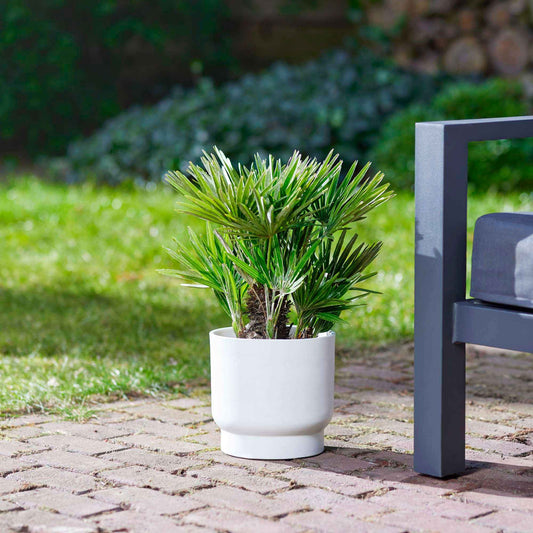 Mittelmeer-Zwergpalme - Bakker