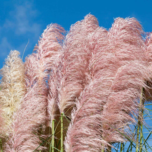 Pampasgras Cortaderia 'Rosea' - Bakker