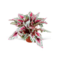 Blattbegonie 'Maui Sunset' - Begonia rex maui sunset - Zimmerpflanzen