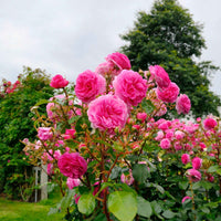 Kletterrose 'Ozeana' - Rosa ozeana ® - Gartenpflanzen