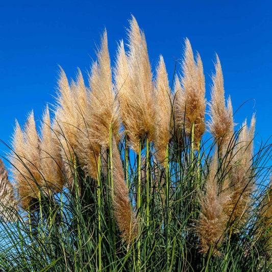 Pampasgras Cortaderia 'Pumila' - Bakker