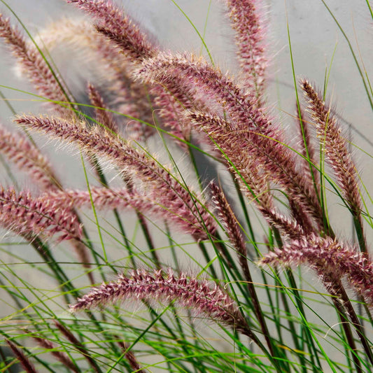 Lampenputzergras 'Red Head' - Pennisetum alopecuroides red head - Gartenpflanzen