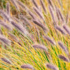 Lampenputzergras 'Viridescens' - Pennisetum alopecuroides f. viridescens - Gartenpflanzen