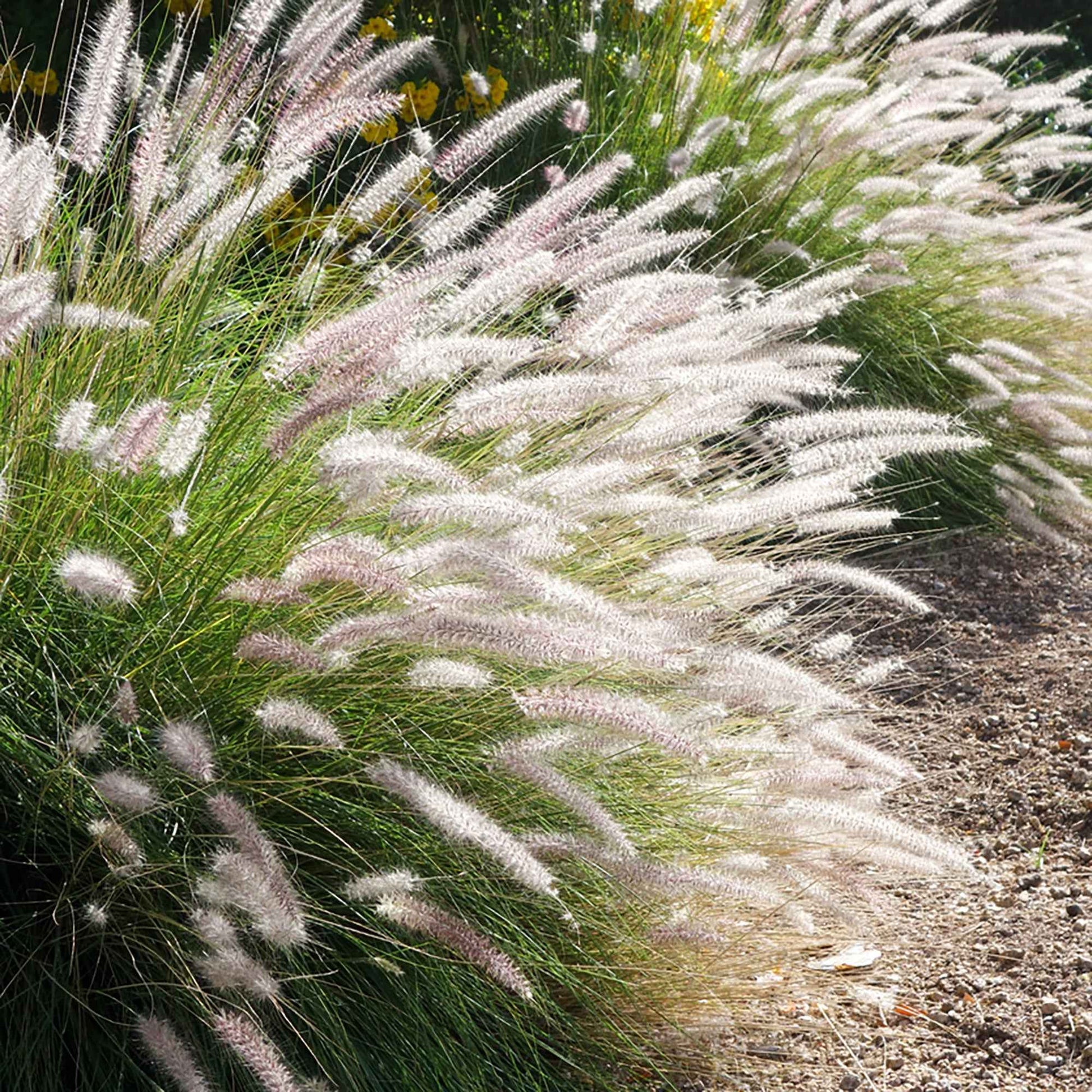Lampenputzergras 'Fairy Tails' - Pennisetum orientale fairy tails - Gartenpflanzen