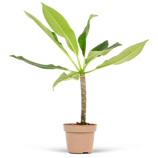 Frangipani Tempelblume Plumeria 'Yellow Pink' Gelb-Rosa - Bakker