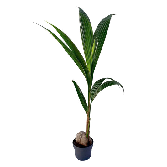 Kokospalme Cocos nucifera - Bakker