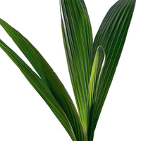 Kokospalme Cocos nucifera - Cocos nucifera - Palmen für den Innenbereich