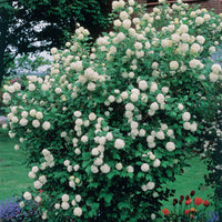 Gewöhnlicher Schneeball 'Roseum' - Viburnum opulus roseum - Gartenpflanzen