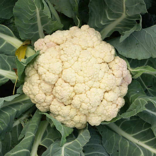 Blumenkohl Wunder aller Jahreszeiten - Bakker