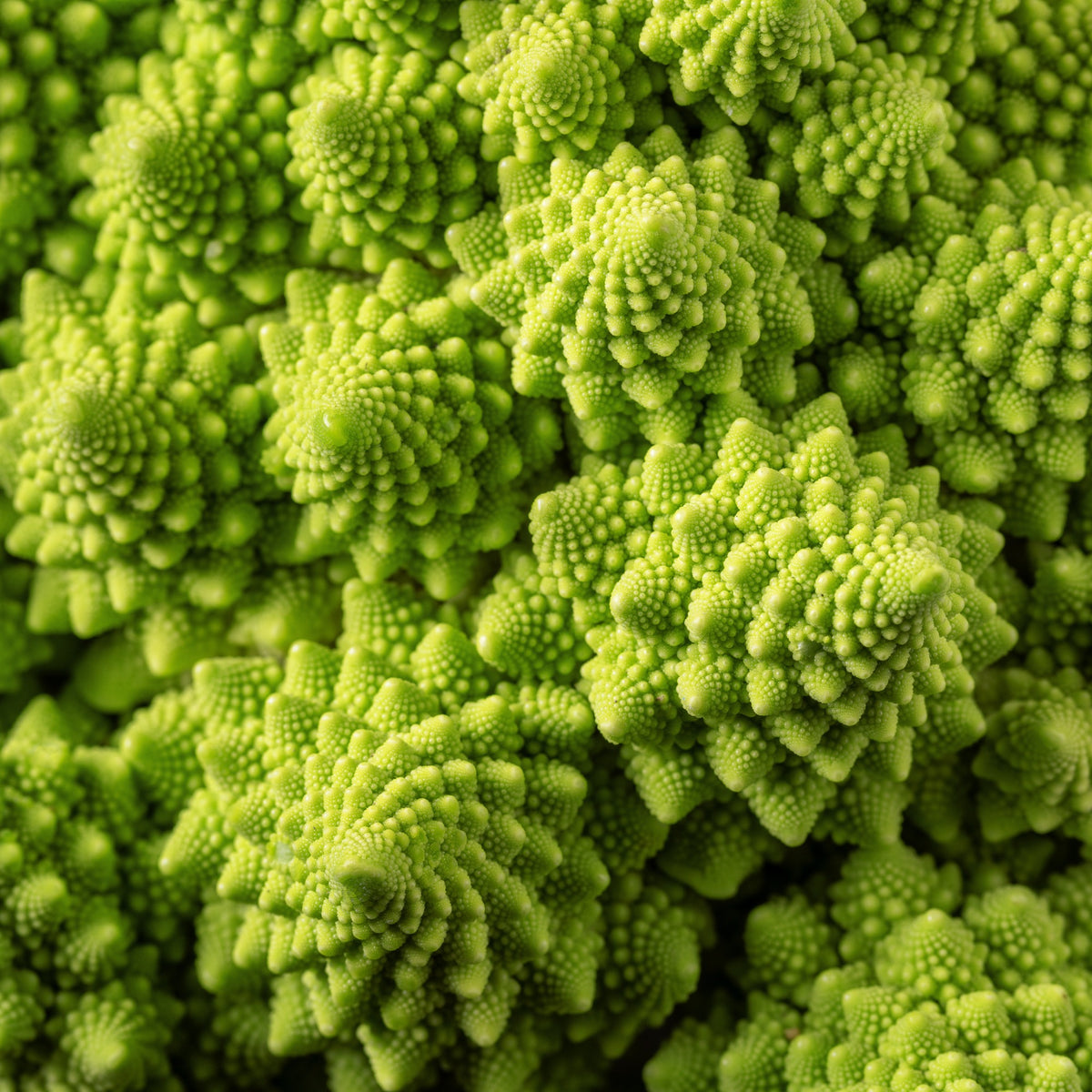 Samen für Kohl - Brokkoli ‘Romanesco’ - Brassica oleracea botrytis romanesco