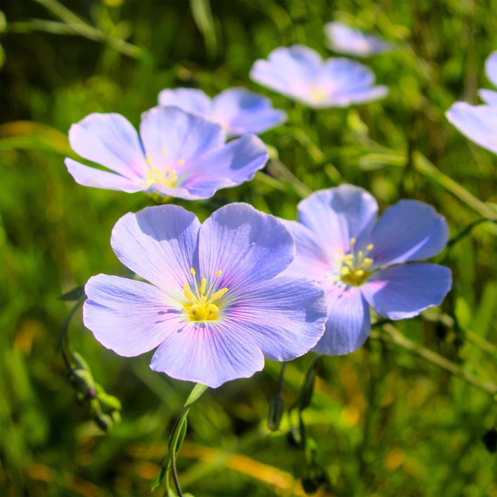 Saatgut Blauer Stauden-Lein - Linum perenne