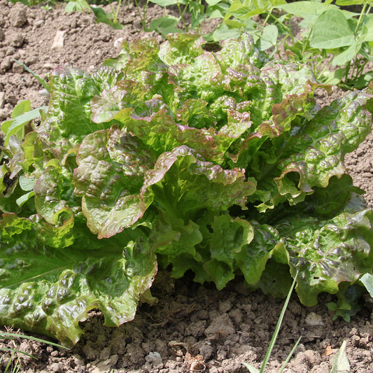 Kopfsalat De Trémont (Passion rosée) - Bakker