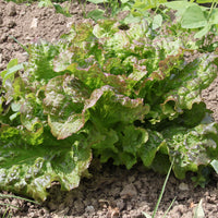 Samen für Salate - 6-Monats-Salatkollektion (Grosse blonde, Tremont, Merveille des 4) - Collection 6 mois de laitues (grosse blonde, tremont, merveille des 4