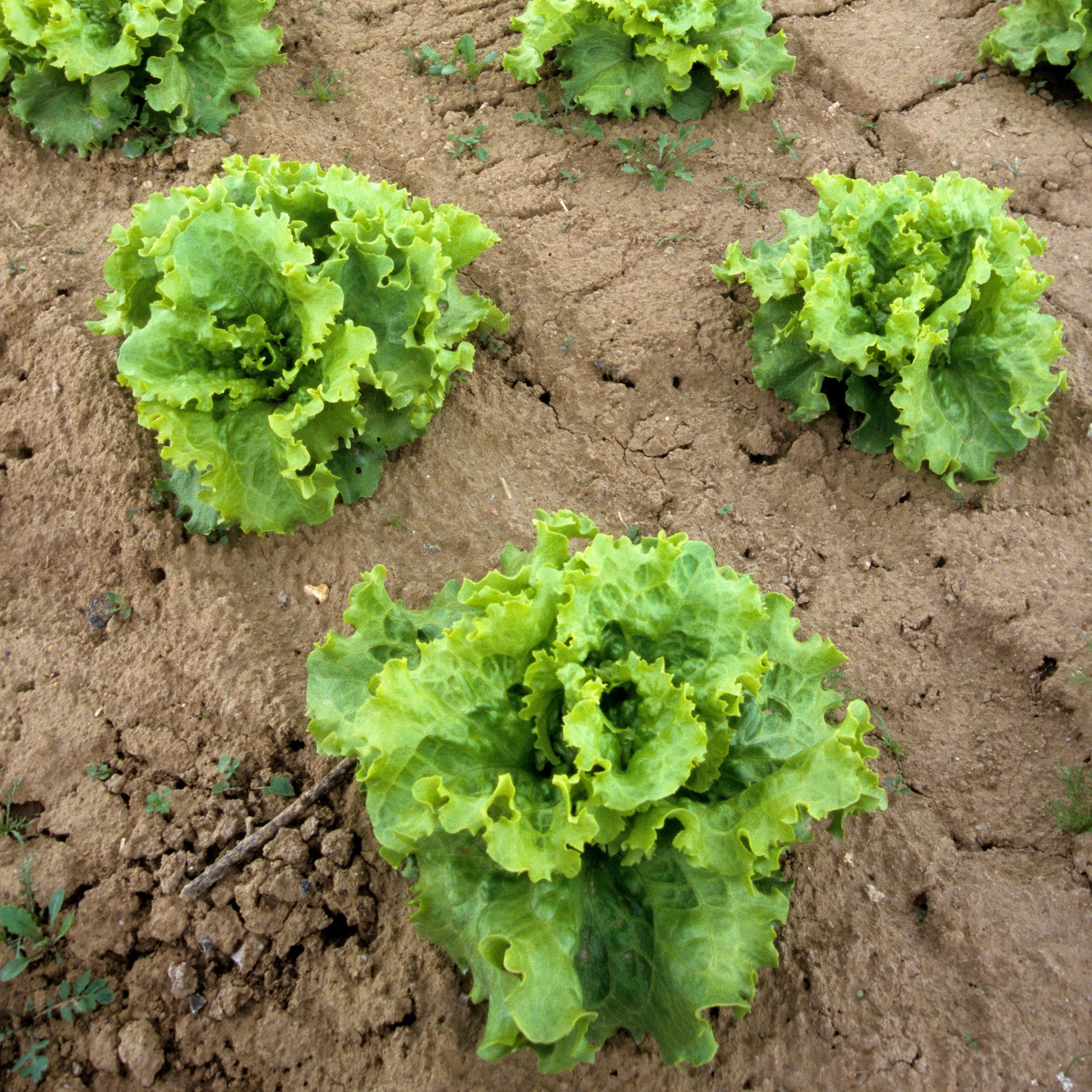 Kopfsalat Batavia Blonde de Paris - Lactuca sativa capitata blonde de paris - Gemüsegarten