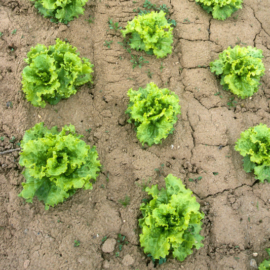 Kopfsalat Batavia Blonde de Paris - Lactuca sativa capitata blonde de paris - Gemüsegarten