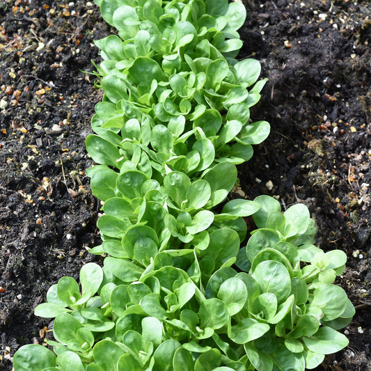 Feldsalat Dunkelgrüner Vollherziger 2 - Bakker