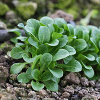 Feldsalat Etampes - Valerianella locusta verte d'etampes - Saatgut