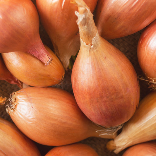 Schalotte Zebrune - Bakker