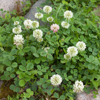 Zwerg-Weißklee - Trifolium repens - Saatgut