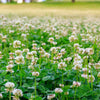 Zwerg-Weißklee - Trifolium repens - Blumensaat