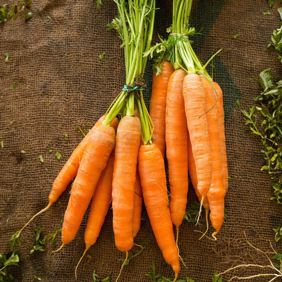 Samen für Karotten - Karotten-Kollektion 'Nantaise', 'Carentan', 'Colmar' - Collection de carottes: 40g Nantaise, 5gCarentan, 5 g Colmar
