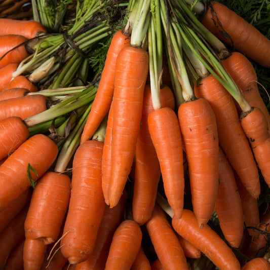 Karotte Longue lisse de Meaux - Daucus carota longue lisse de meaux (30 g) - Gemüsegarten