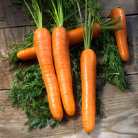 Karotte Longue lisse de Meaux - Daucus carota longue lisse de meaux (30 g) - Saatgut
