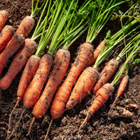 Collection de carottes: 40g Nantaise, 5gCarentan, 5 g Colmar - Karotten Mischung (Nantaise, Carentan, Colmar) - Samen für Karotten