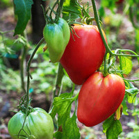 Solanum lycopersicum coeur de boeuf - Fleischtomate 'Coeur de Boeuf' - Samen für Tomaten