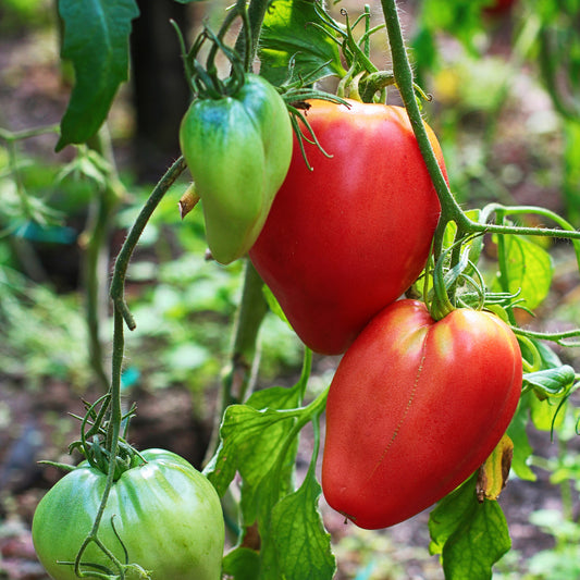 Solanum lycopersicum coeur de boeuf - Fleischtomate 'Coeur de Boeuf' - Samen für Tomaten