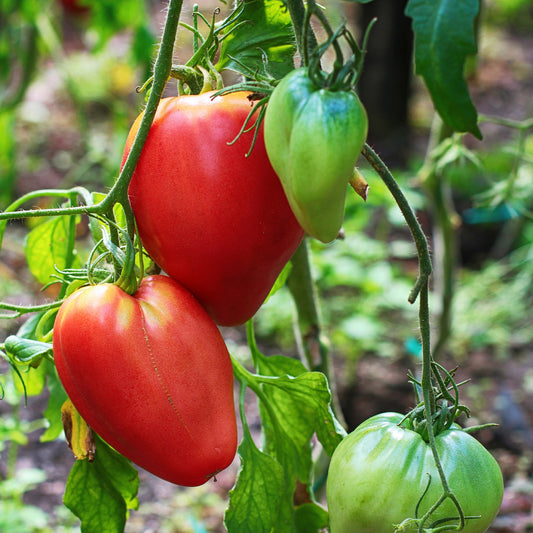 Tomaten Pflanze Coeur de Boeuf - Bakker