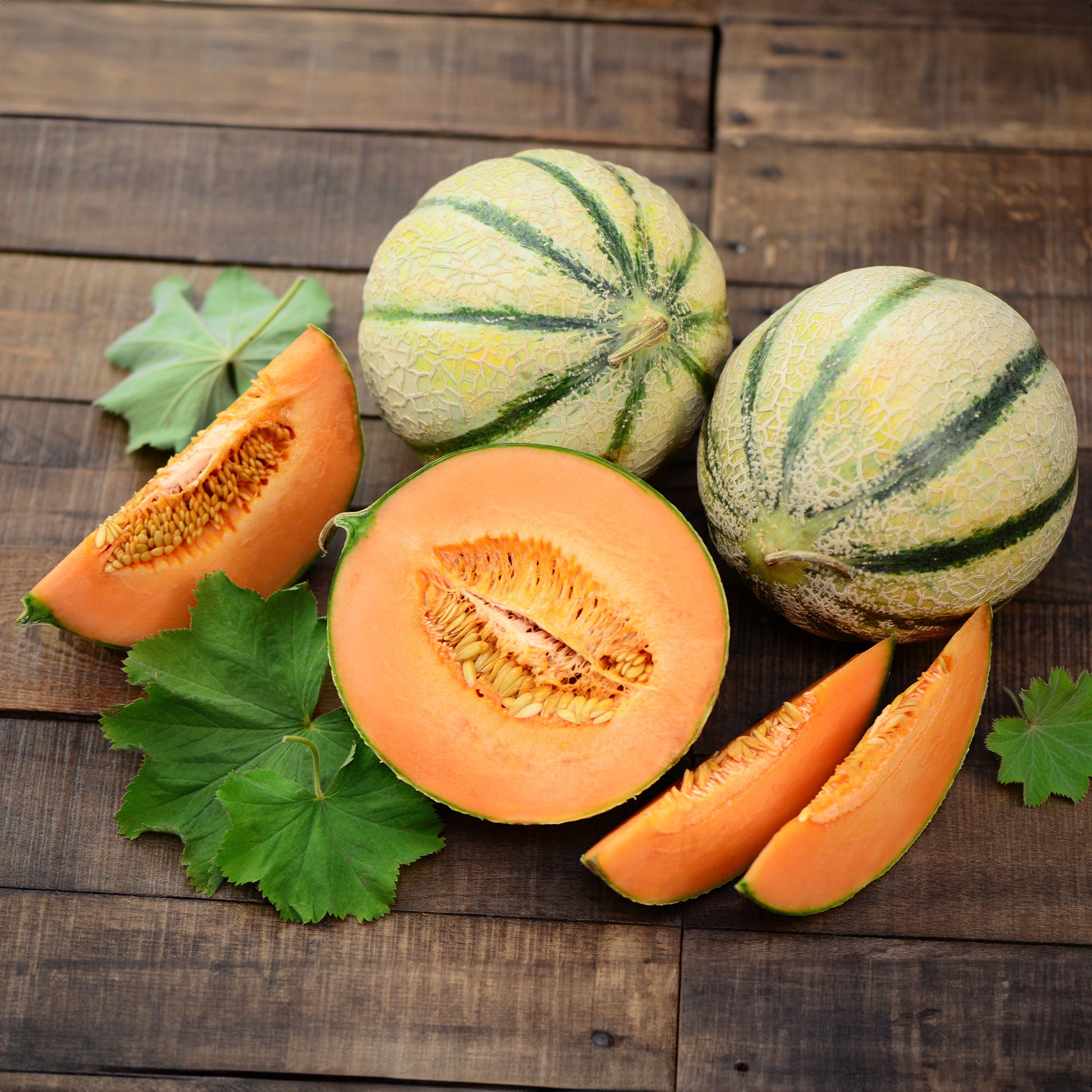 melonen hängematte Saatgut Melone 'Cantaloup charentais' - Cucumis melo cantaloup charentais