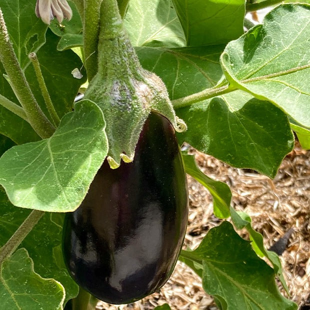 Aubergine Bonica F1 - Solanum melongena bonica f1 - Saatgut