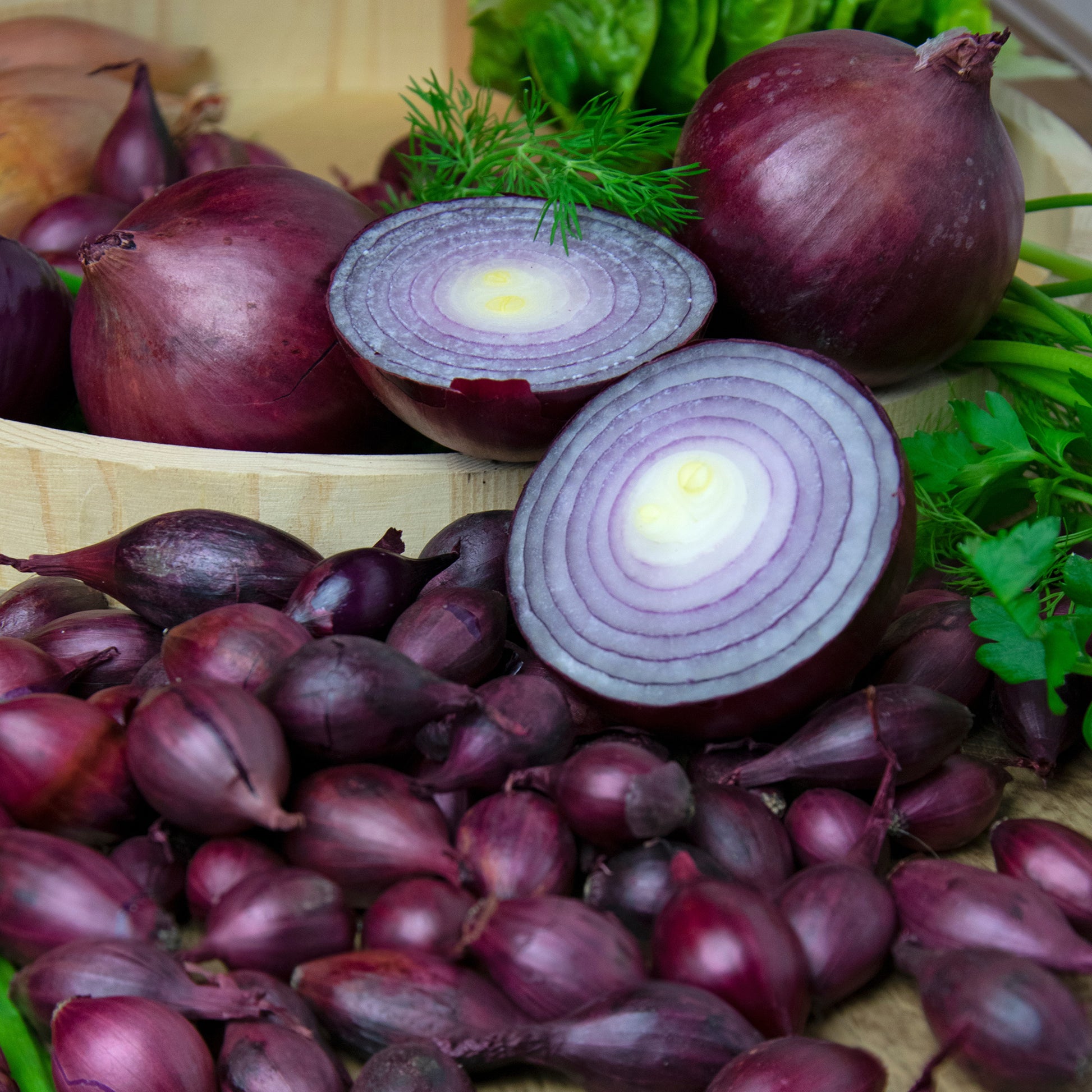 allium zwiebeln aufbewahren Blumenzwiebeln Zwiebel Red Baron - Allium cepa red baron
