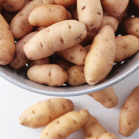 Kartoffel Horn von Gatte (Pink fir Apple) (x25) - Solanum tuberosum corne de gatte (pinkfir apple) - Bakker